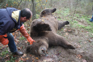 Τρίκαλα: 20 ετών η αρκούδα που πυροβόλησαν στη Μύκανη Καλαμπάκας